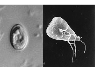 image of Cryptosporidium and Giardia